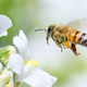 Illustration for article titled A Surprising Twist to the Story of Whats Killing Our Bees: Theyre High